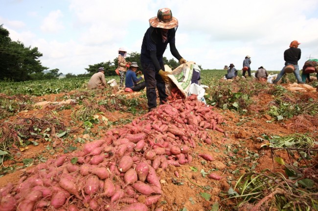해남고구마, 중소농 공동출하로 서울 가락시장 진출 '눈길'